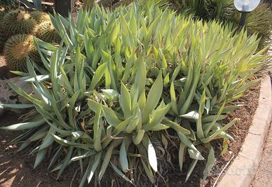 Agave celsii var. albicans