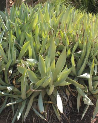 Agave celsii var. albicans