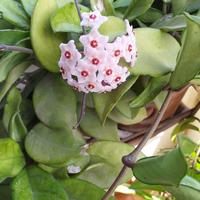 Hoya rampicante 