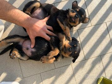 Cuccioli Rottweiler