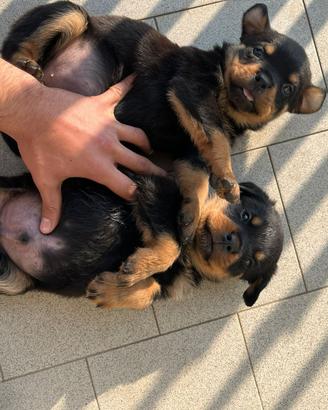 Cuccioli Rottweiler
