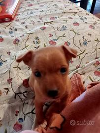 Cucciola