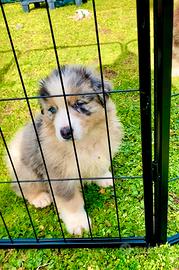 Pastore australiano Australian Shepherd MASCHIO