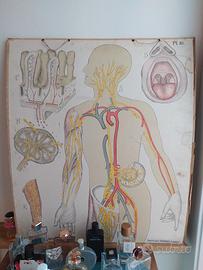 Tabella/manifesto anatomico francese d'epoca
