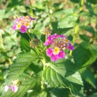 Lantana rosa giallo