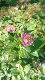 Lantana rosa giallo