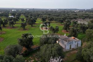 Terreno agricolo - Ostuni