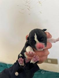 Cuccioli di Akita americano