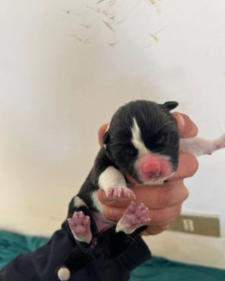 Cuccioli di Akita americano