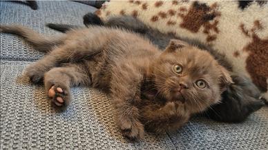 Scottish fold con pedigree