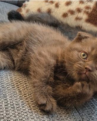 Scottish fold con pedigree