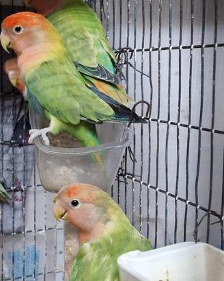 Inseparabili