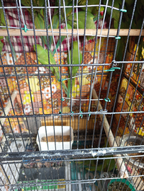 Parrocchetti dal collare