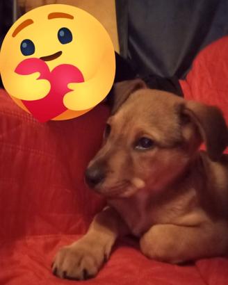 Cucciola