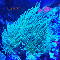 Euphyllie glabescens