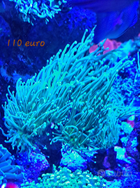 Euphyllie glabescens