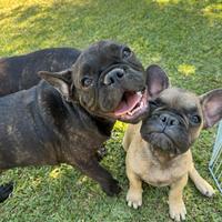Cucciolo bulldog francese bringe