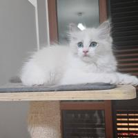 Cucciolo ragdoll maschio bicolor