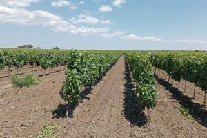 Vigneto Primitivo