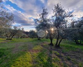 TER. AGRICOLO A VITERBO