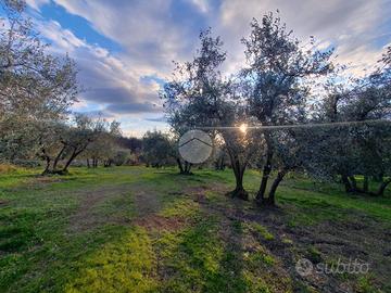 TER. AGRICOLO A VITERBO