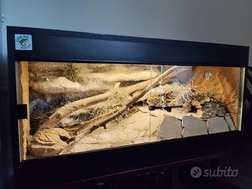 Terrario con Geco leopardino