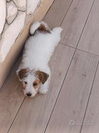 Cucciolo Maschio Jack Russell terrier