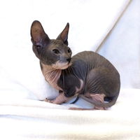 Gattino Sphynx