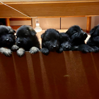 8 cuccioli di Pastore Bega