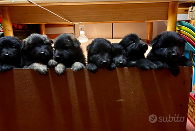 8 cuccioli di Pastore Bega