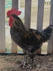 Gallo marans