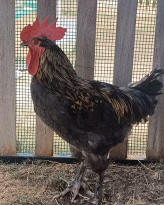 Gallo marans