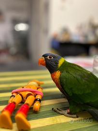 Lory arcobaleno