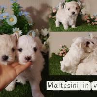 Maltesini di taglia piccola