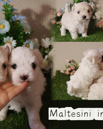 Maltesini di taglia piccola