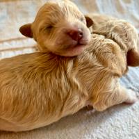 Cuccioli Maltipoo