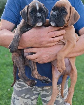 Boxer cuccioli