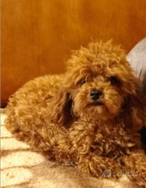 Barboncino minitoy piccolissimo