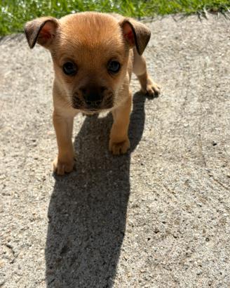 cuccioli chiahuahua