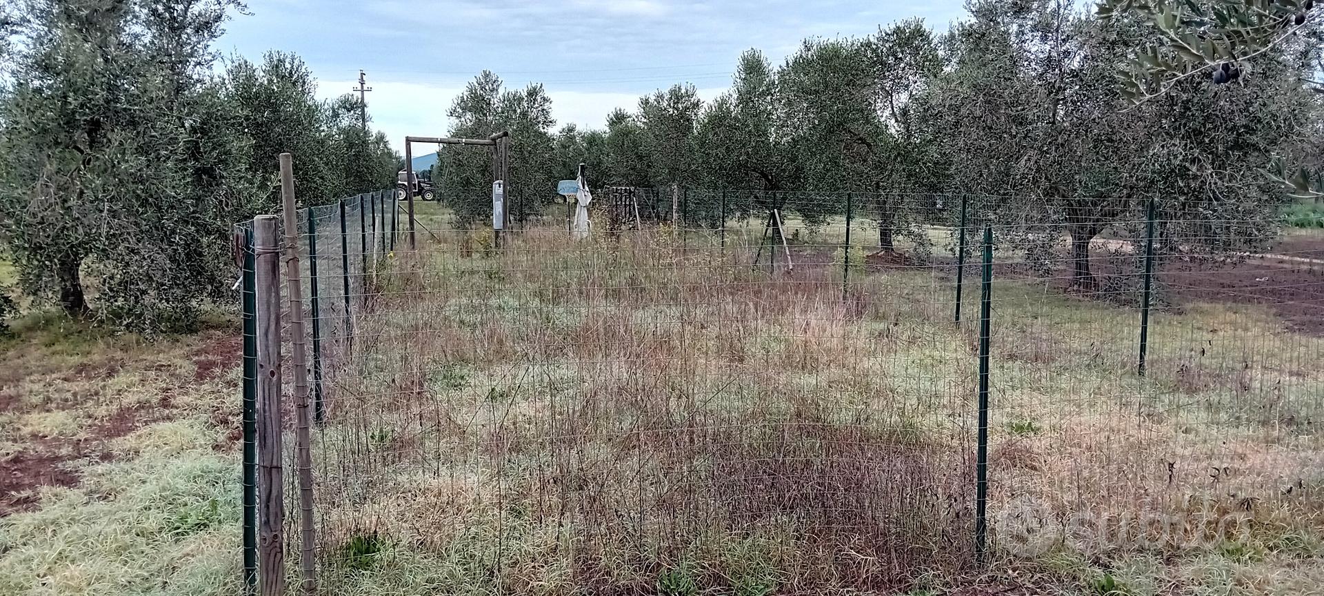 Oliveto / Orto - Vista 2