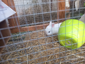 Coniglietti nani ariete