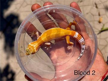 Geco leopardino