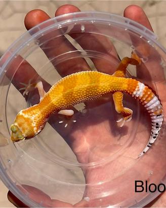Geco leopardino