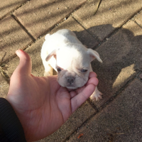 Bulldog Francese maschietti bianco, blu ,blu merle