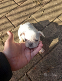 Bulldog Francese maschietti bianco, blu ,blu merle