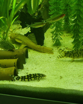 Botia Lohachata