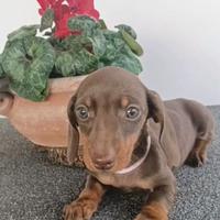 Bassottina cioccolato con Pedigree