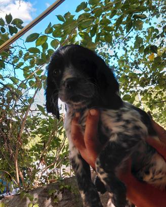 Cuccioli di setter inglesi