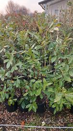 piante siepe lauro ceraso