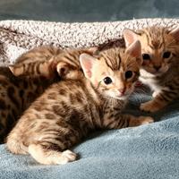 Cuccioli bengala Brown